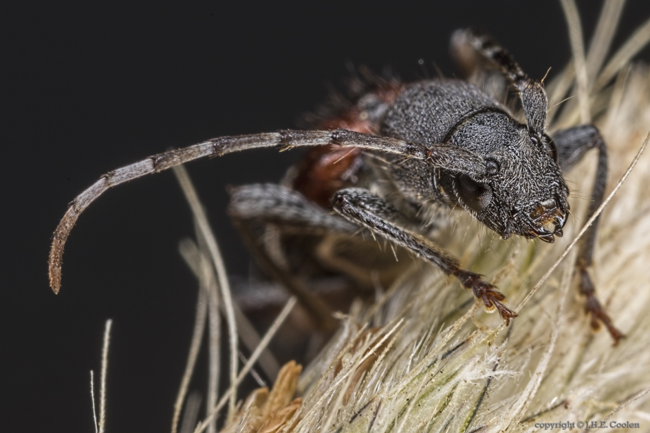 Mierenboktor (Anaglyptus mysticus) - Geleedpotigen - Mierenboktor