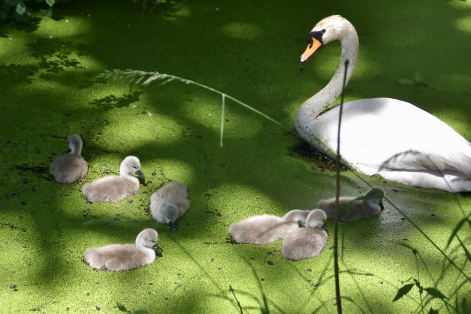 Moeder zwaan en kroost - Vogels - 