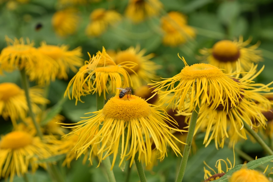 Mooi geel - Planten - 