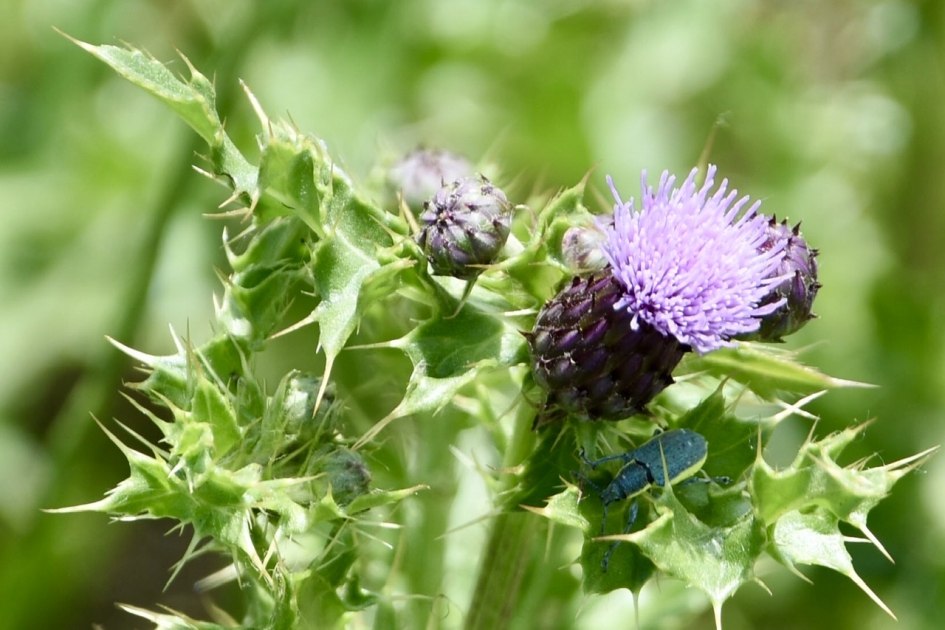 Distel met beestje - Planten - 