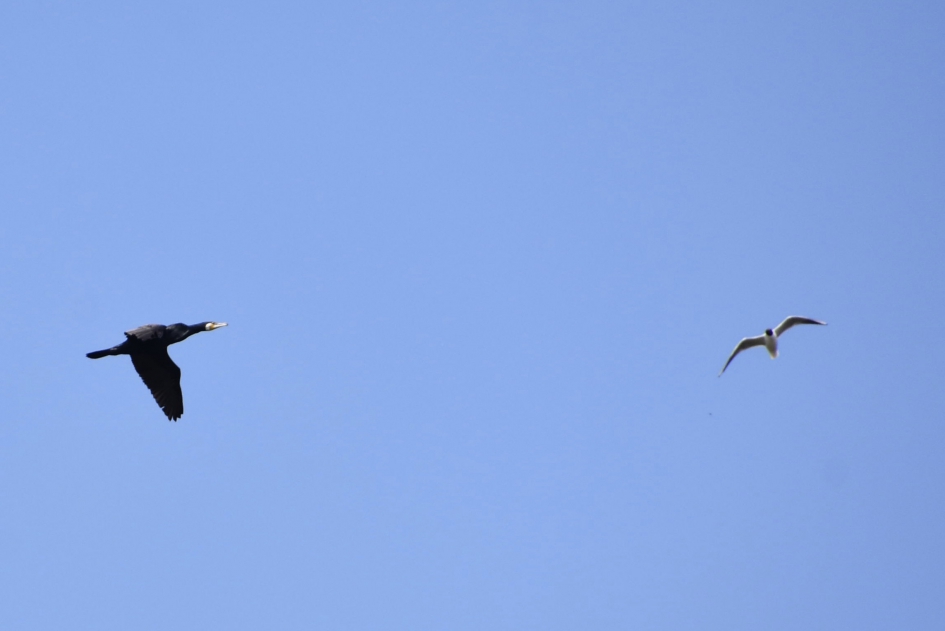 Botsing?? - Vogels - 