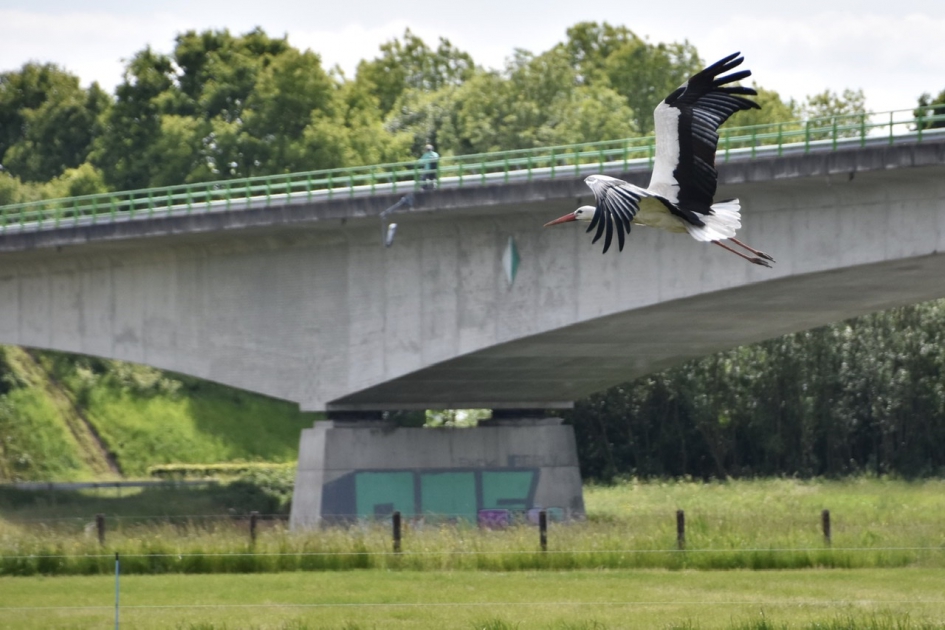 Bijna in de vrije lucht... - Vogels - 