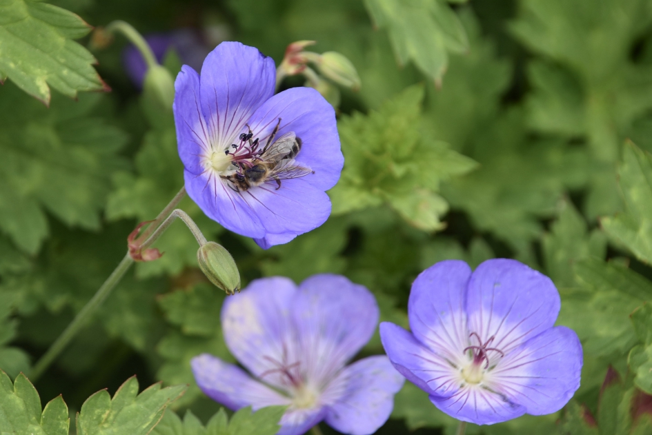 Johnsons blue met bezoek - Planten - 