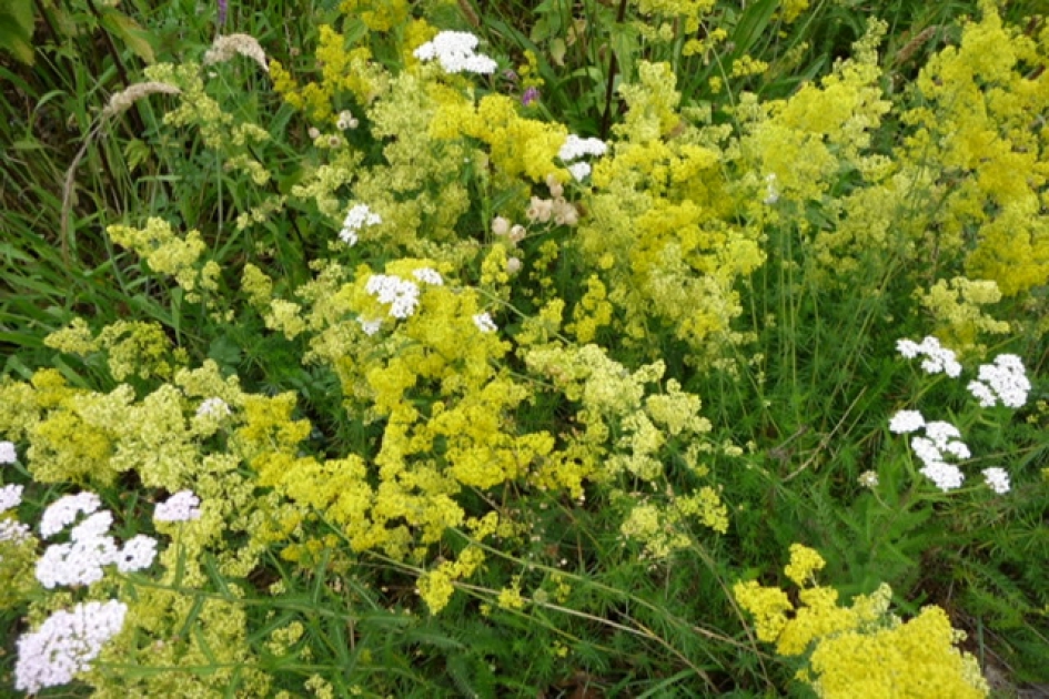 Geel walstro - Planten - 