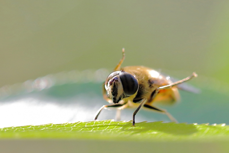 ochtendgymnastiek - Geleedpotigen - blinde bij