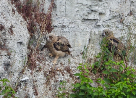 Oehoe kuikens verkennen de omgeving