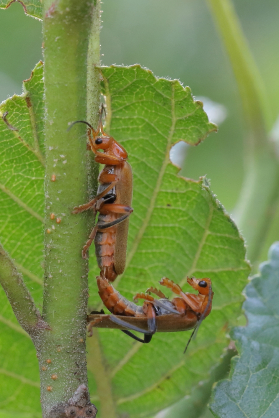 oeps - Geleedpotigen - geel soldaatje