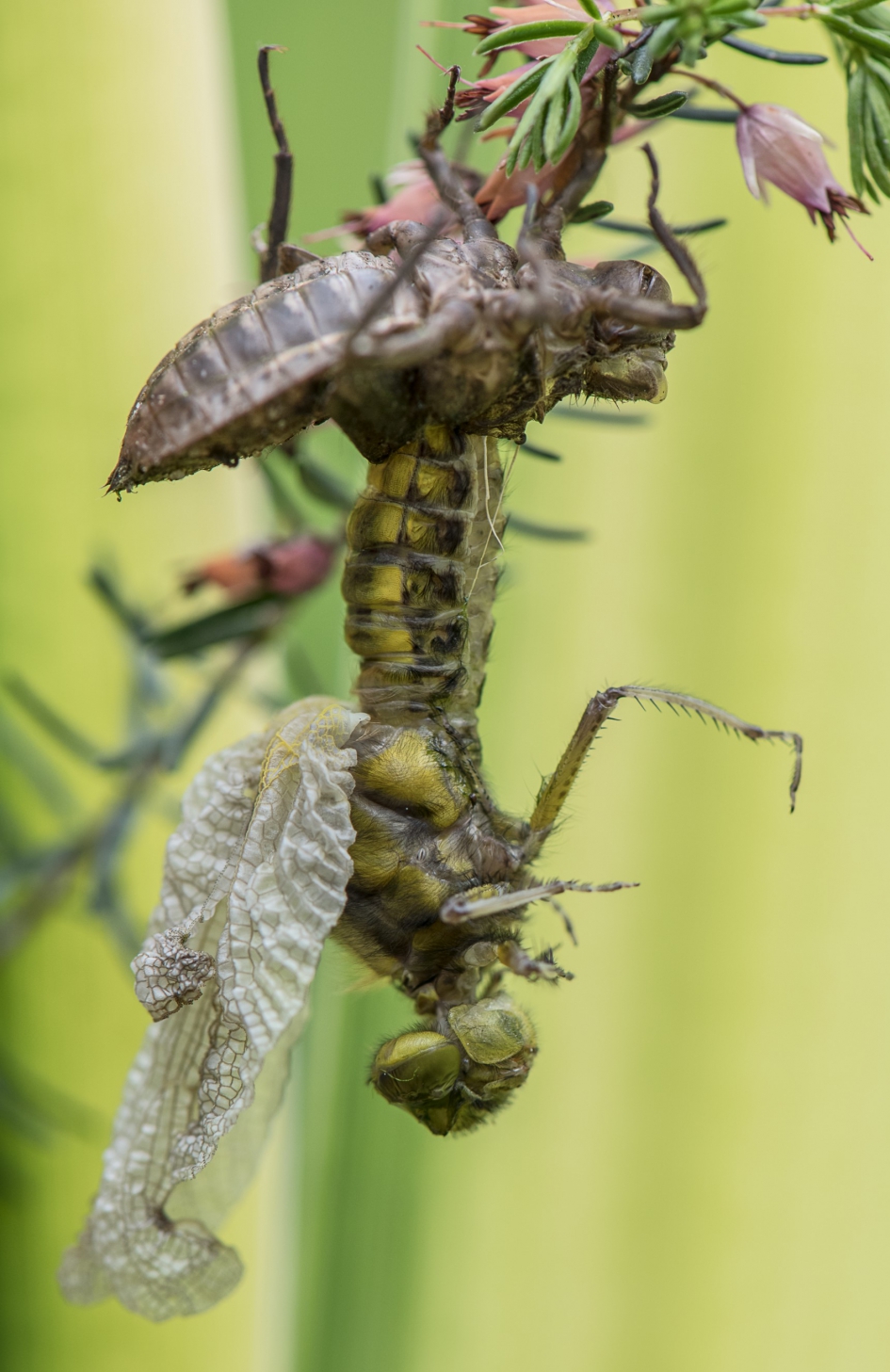Ontluikende schoonheid - Geleedpotigen - 