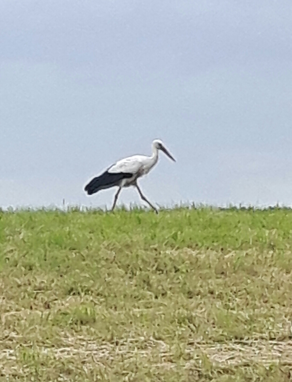 Ooievaar aan de wandel - Vogels - Ooievaar