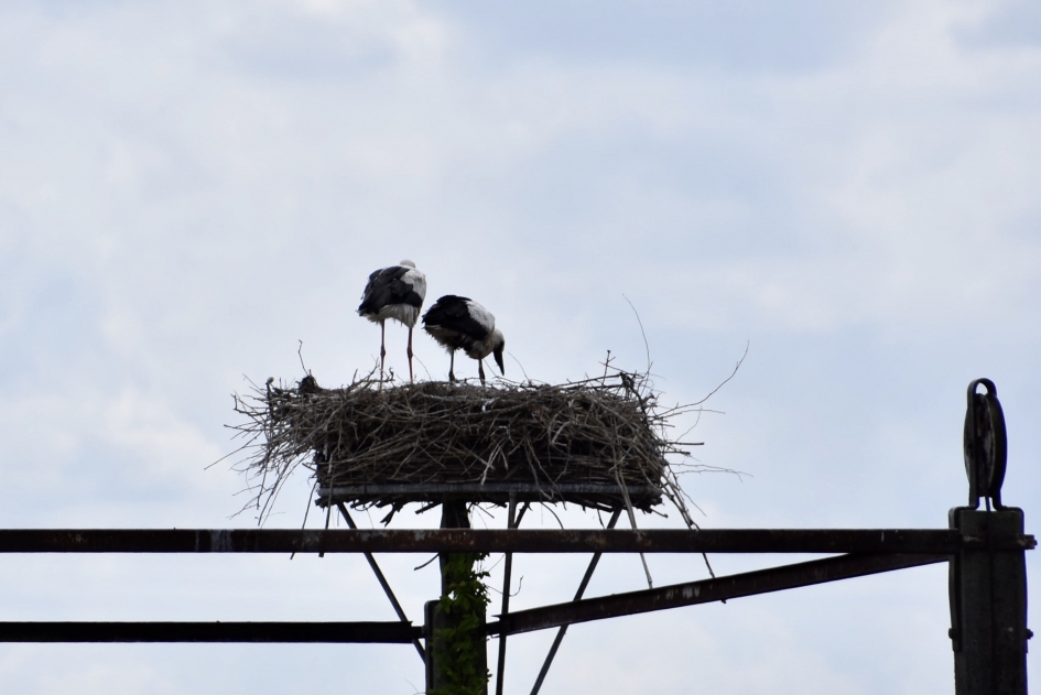 Ooievaarsnest - Vogels - 
