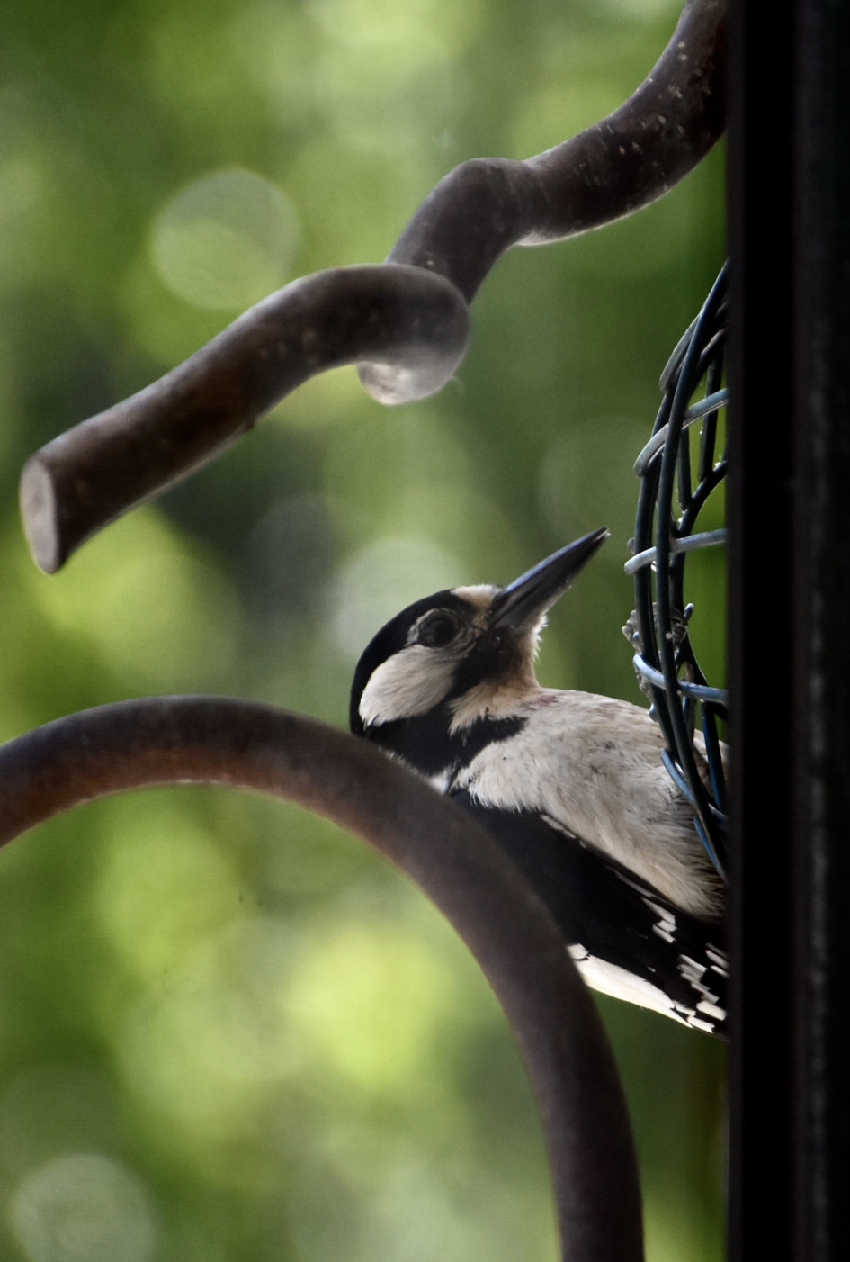 Ook de grote bonte specht komt nog langs - Vogels - 
