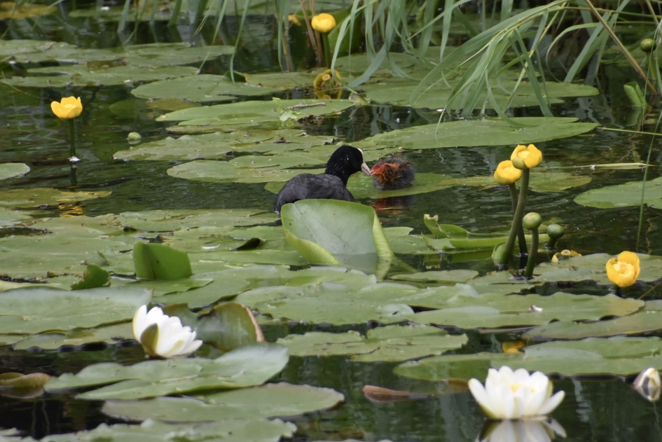 Pa komt met iets lekkers - Vogels - 