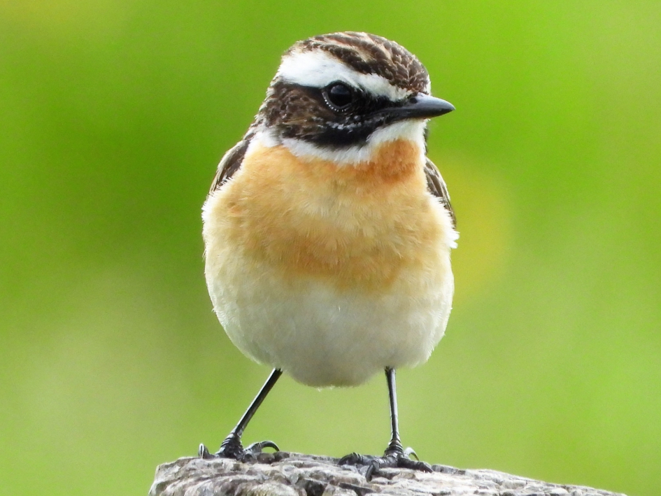 Paapje in de Onlanden - Vogels - Paapje.