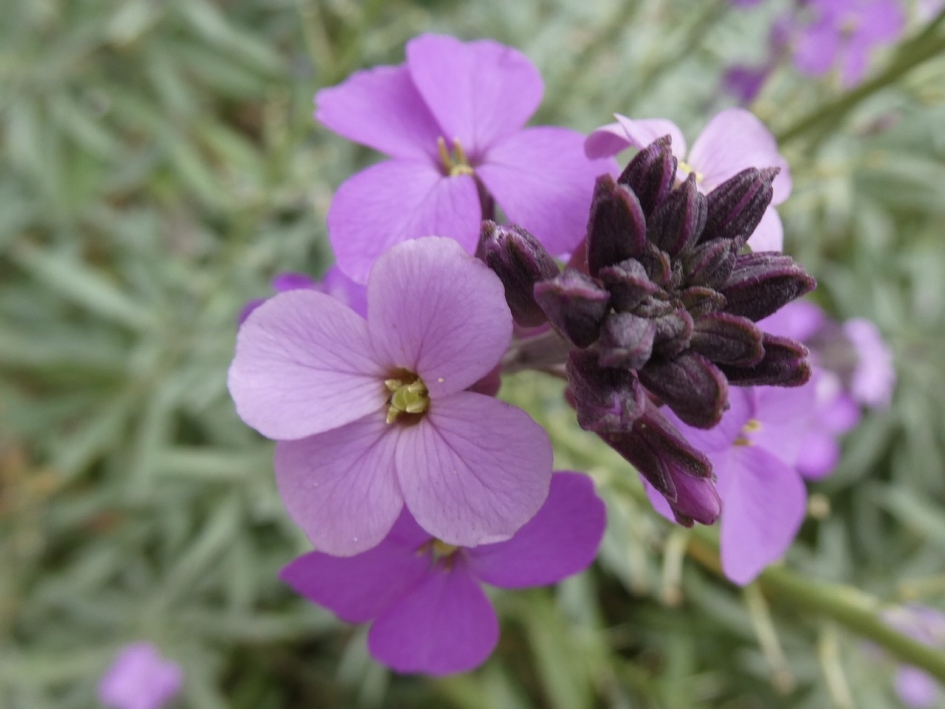Damastbloem - Planten - 