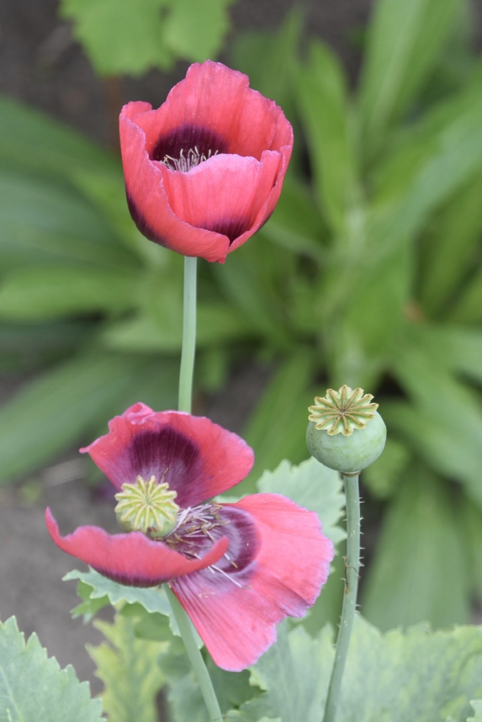 Papavers - Planten - 