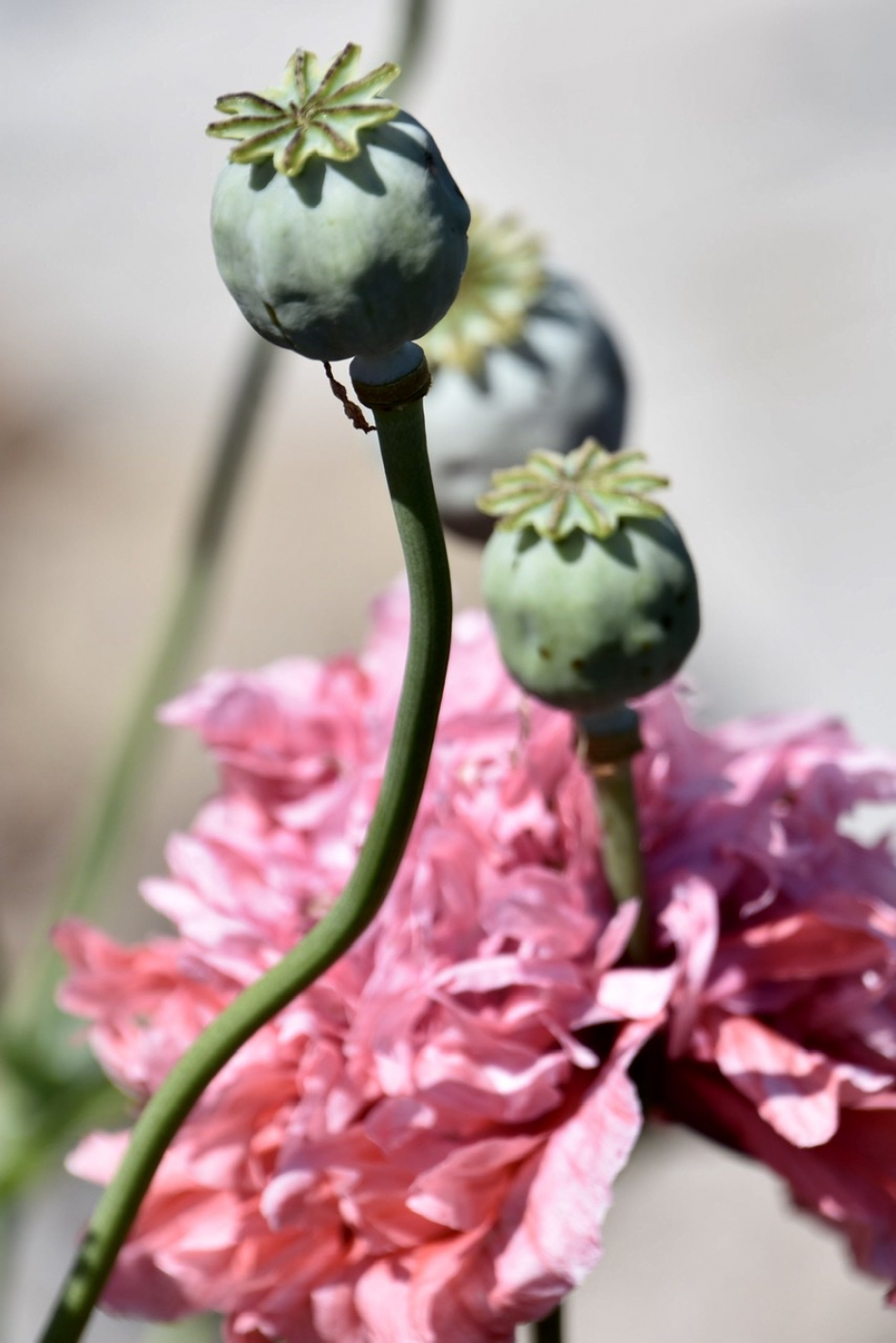 Papavers - Planten - 