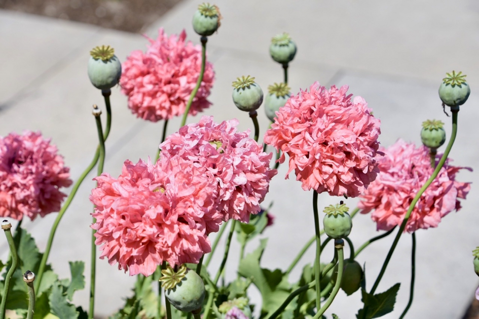 Papavers - Planten - 