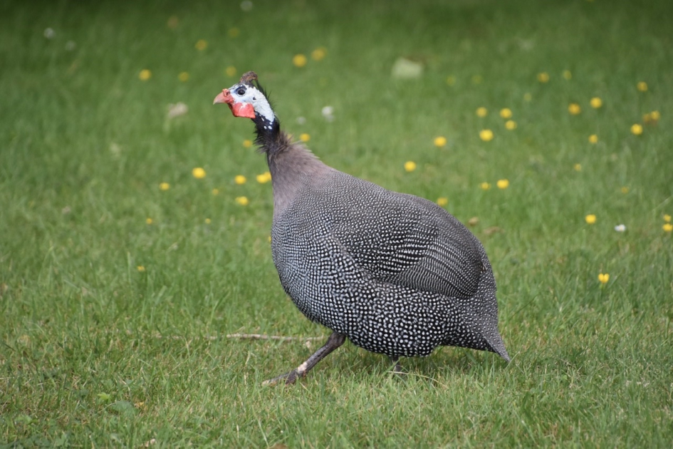 Parelhoender - Vogels - 