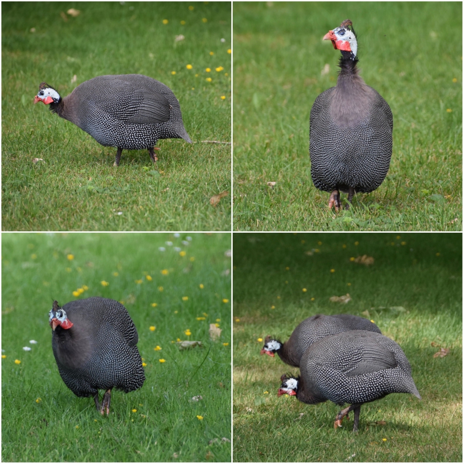 Parelhoenders - Vogels - 