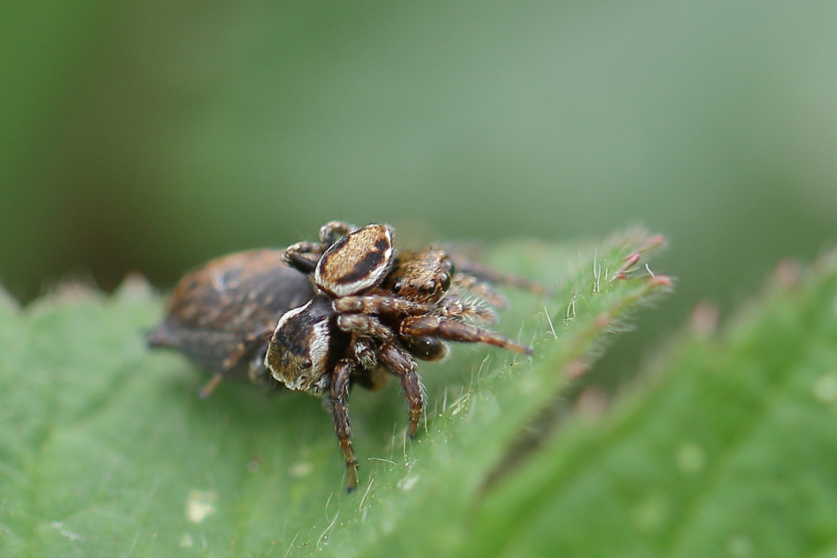 Parende bonte springspinnen - Geleedpotigen - bonte springspin
