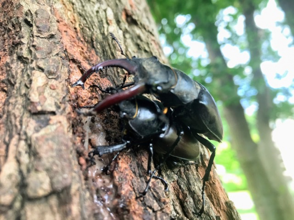 Parende vliegend herten - Geleedpotigen - Vliegend hert