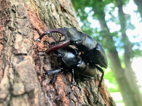 Parende vliegend herten