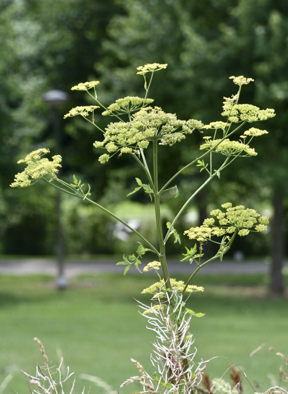 Pastinaak - Planten - 