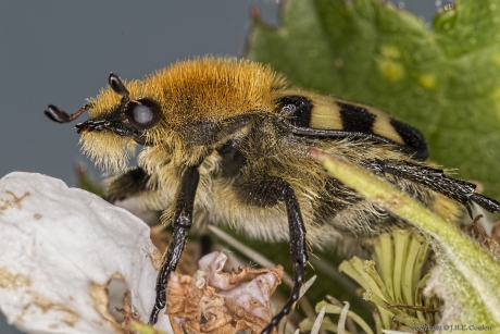 Penseelkever (Trichius zonatus)