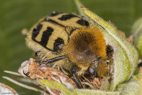 Penseelkever (Trichius zonatus)