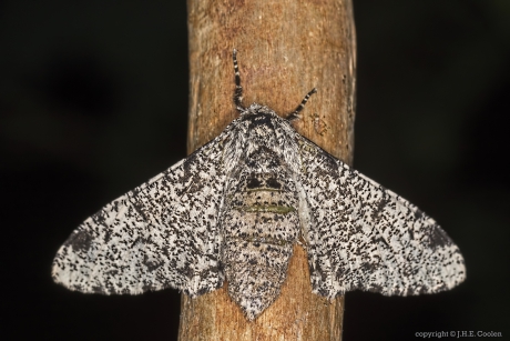 Peper-en-zoutvlinder (Biston betularia)