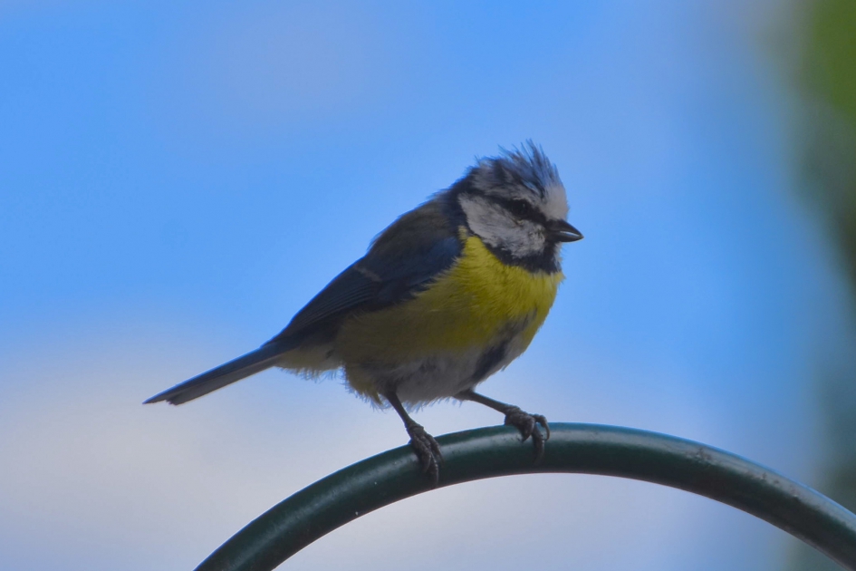 Pimpelmees - Vogels - 