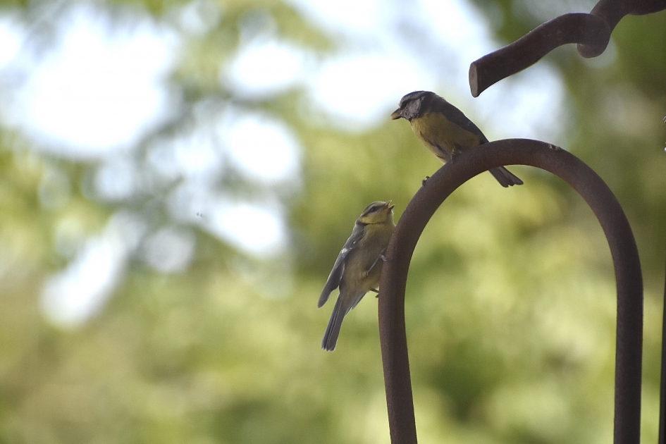 Pimpelmeesje wordt gevoerd - Vogels - 