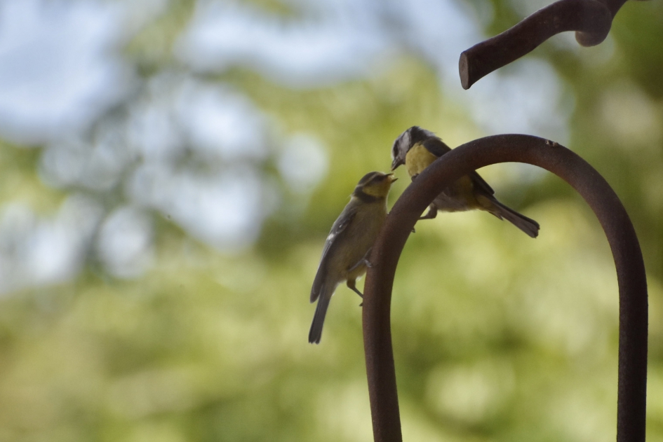 Pimpelmeesjes - Vogels - 