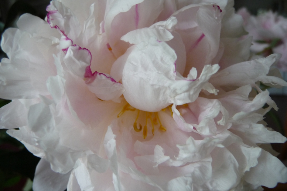 Pioenroos - Planten - 