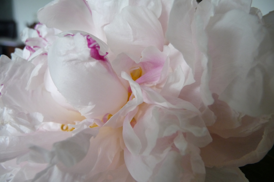 Pioenroos - Planten - 