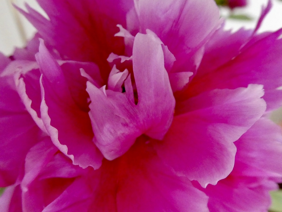 Pioenroos - Planten - 