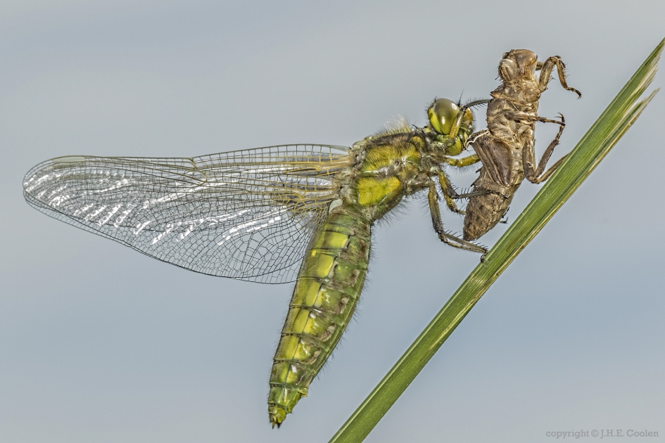 Platbuik (Libellula depressa) - Geleedpotigen - Platbuik