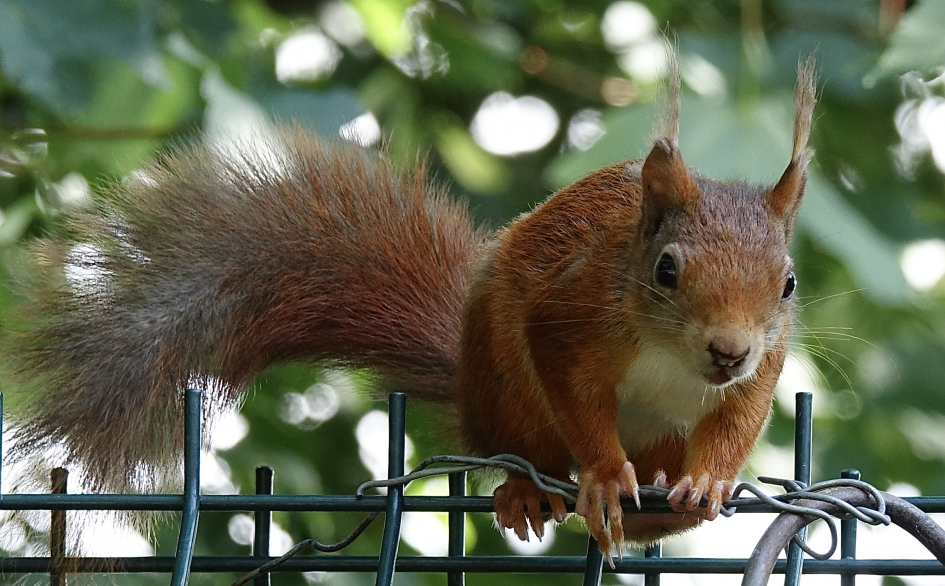 Pluimende oren - Zoogdieren - Eekhoorn