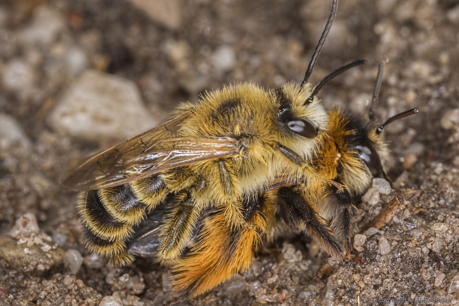 Pluimvoetbij (Dasypoda hirtipes) - Geleedpotigen - Pluimvoetbij
