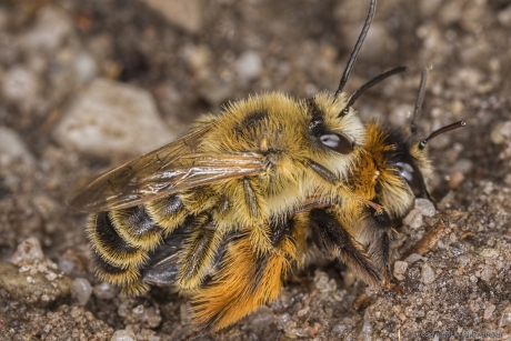 Pluimvoetbij (Dasypoda hirtipes)