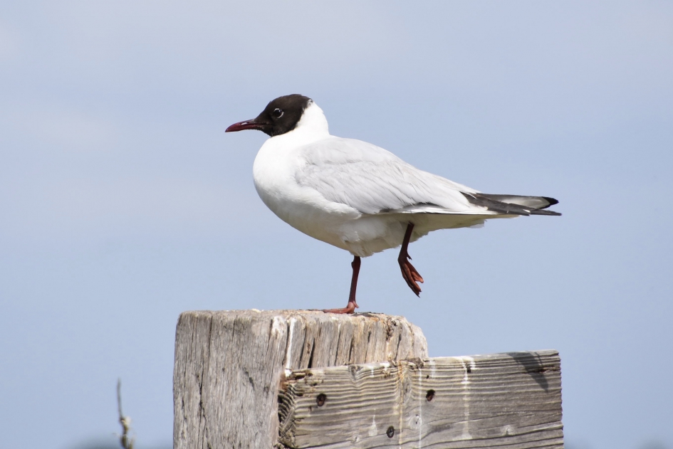 Pootje toch zichtbaar - Vogels - 