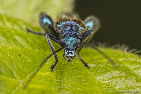 Portret van een.....