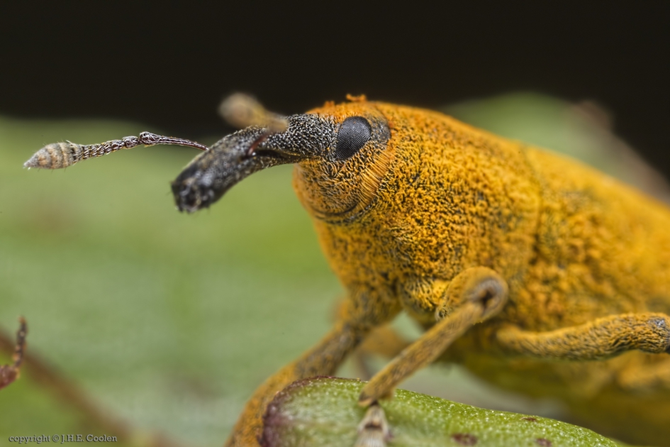 Portret van een..... - Geleedpotigen - Grote lissnuitkever