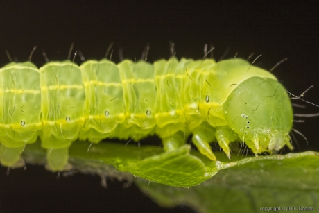 Portret van een.....