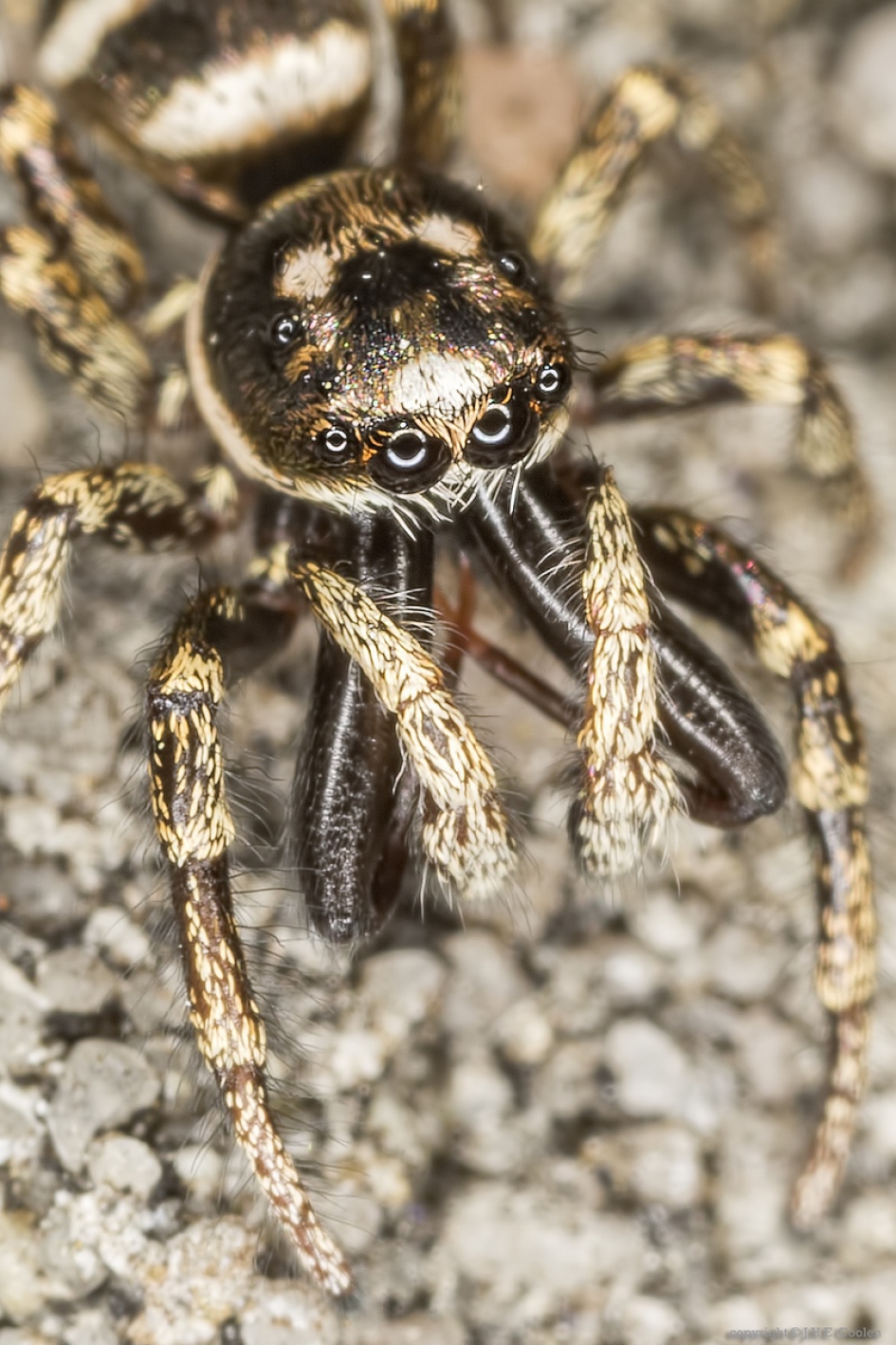 Portret van een..... - Geleedpotigen - Huiszebraspin