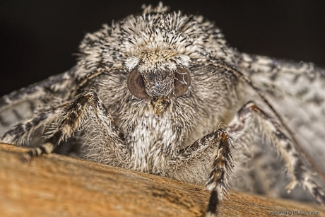 Portret van een.....