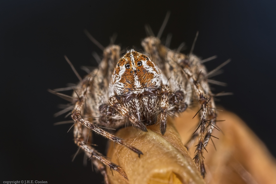 Portret van een..... - Geleedpotigen - Prachtlynxspin