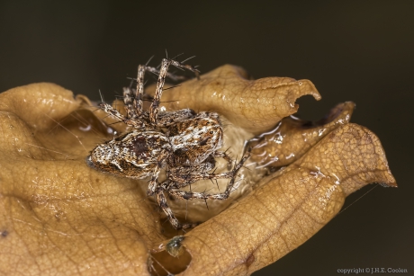 Prachtlynxspin (Oxyopes ramosus)