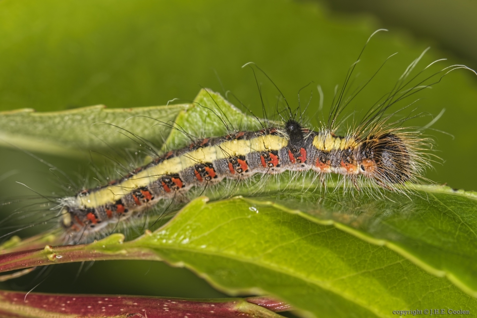 Psi-uil (Acronicta psi) - Geleedpotigen - Psi-uil