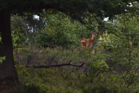 Ree op de Veluwe